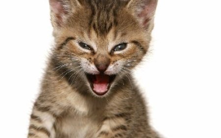 Roaring Kitty Returns With Cryptic X Post, Solana-Based CHEWY Memecoin Soars 28%